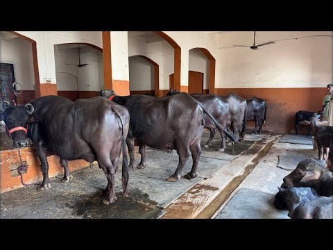 Sansaniwal Dairy Farm is live