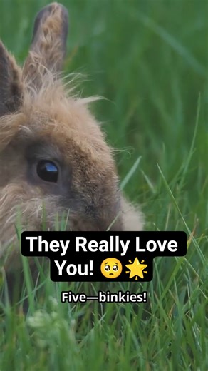 10 Signs Your Rabbit ACTUALLY Trusts You! 🐰💖 #rabbit #animalfacts #shorts