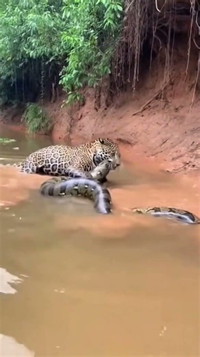 नदी किनारे Sloth Bear vs Giant Python 😱🔥 | Deadly Wildlife Encounter #Viral #shorts |Mr Dion