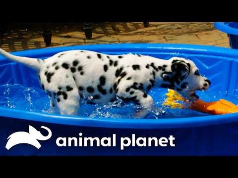 Summer Dog Days | Too Cute! | Animal Planet