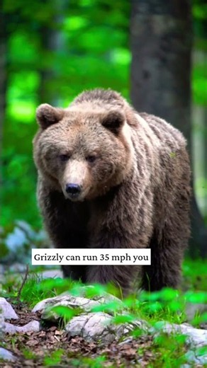 What to Do If a Grizzly Bear Attacks You 🐻 #Shorts