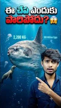 🤯 The strange fish called Sun Fish #osmdhruva #telugu #telugufacts #telugunews