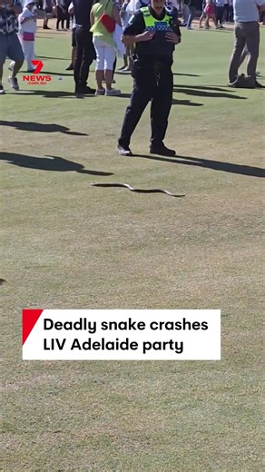 🐍 Not quite a beer snake - this one needed a police escort! A large eastern brown snake has been spotted slithering through the crowd on day 1 of LIV Golf Adelaide, making its way across the fairway at The Grange Golf Club. All the LIV Adelaide action is LIVE and FREE on Channel 7 and 7plus. | 7NEWS Adelaide