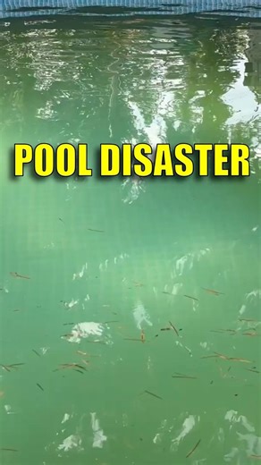 6 Days Ago This Pool Was a Swamp #shorts #poolcare