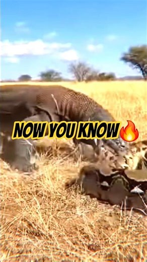 KOMODO vs PYTHON: The Ultimate Battle! 🐲🐍 #wildlife #shortvideo #animals #facts #shorts