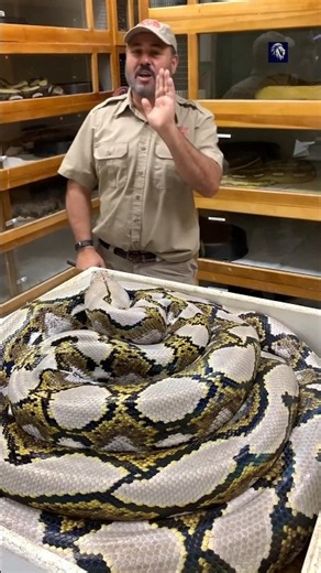 Why King Cobras Are So Dangerous 😱
