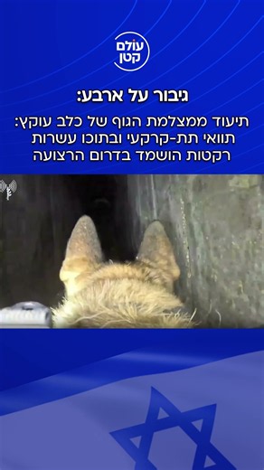 גיבור על ארבע: תיעוד מצלמת גוף של כלב עוקץ חושף תוואי תת-קרקעי שבתוכו עשרות רקטות בדרום הרצועה | צפו