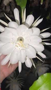 #flores #floresnoturnas #pitaia #rainhadanoite #floreslindas #plantaremcasa