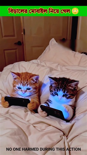 The cat's mobile phone was taken 😳