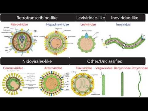 What is a Virion and What are the Characteristics of Virus