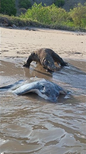 Komodo are surprised to see eagle rays