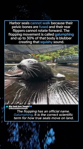 Up to 30% of That Body Is Pure Blubber