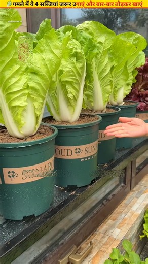 🥬Grow fresh vegetables in household pots #homegardening #growth #garden