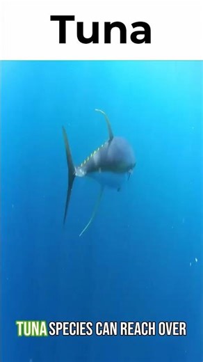 Tuna Fish | The Fastest Swimmer in the Ocean #TunaFish #OceanAnimals #MarineLife #SeaLife