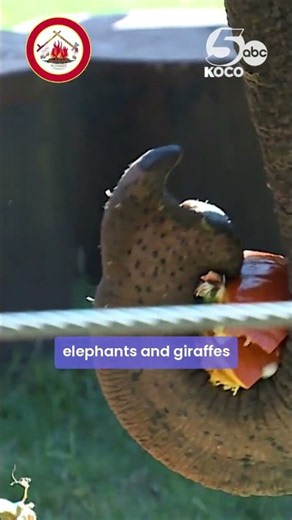 Elephants, tigers, and more to take part in Oklahoma City Zoo's popular fall event