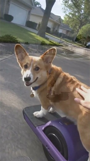 Talented Corgi Dog Rides a Onewheel Like a Pro