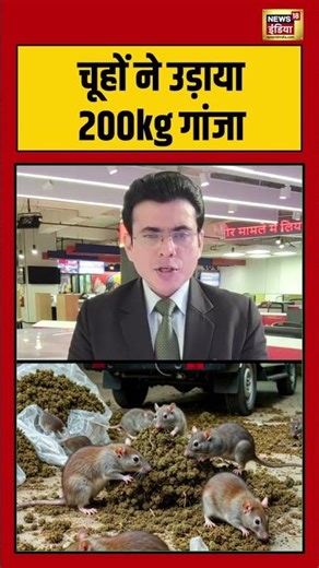 चूहों ने उड़ाया 200kg गांजा | #jharkand #viralvideo #viralnews #shorts