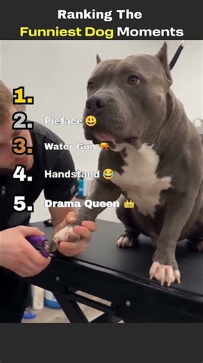 Try Not To Laugh Dog Compilation