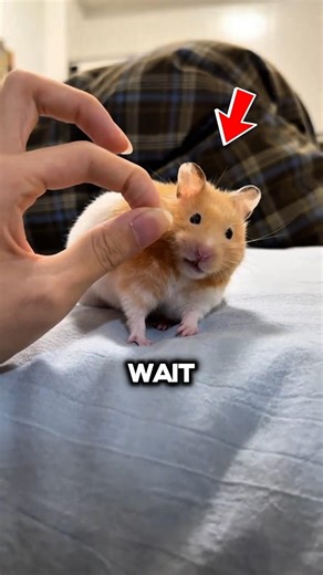 This tiny hamster’s reaction is TOO dramatic 🐹