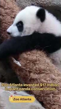 Looking Back On The Pandas' Journey At Zoo Atlanta | iPanda【Pandas’ World Travel】