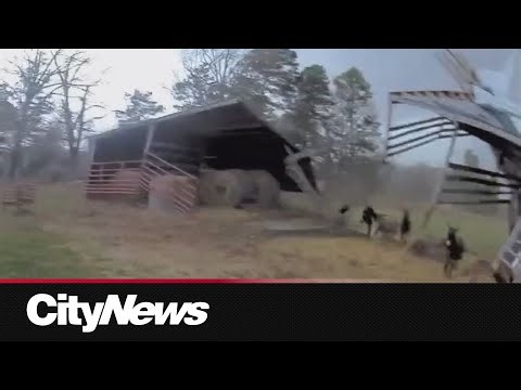 Tornado sweeps up barn, donkeys flee from powerful winds