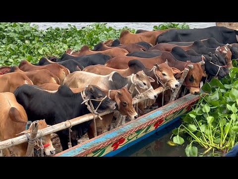 cow unloading cow videos cow video big cow goru hamba cow 599