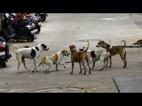 सतना शहर में एक कुत्ते ने करीब 40 लोगों को कटा, पूरे शहर में मचा हड़कंप, लोगो में भय का माहौल,