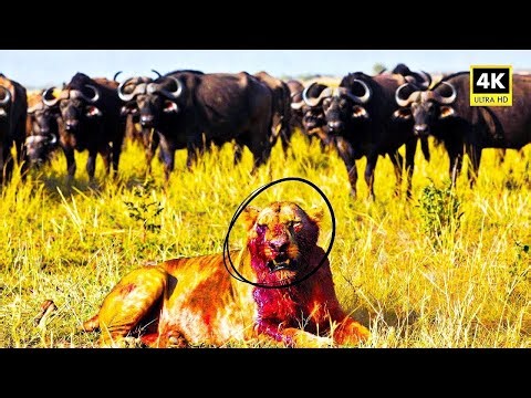 The Hunter Becomes the Hunted: When a Wildebeest Fights Back | Wildlife Documentary