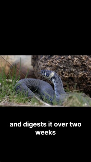 This Animal Swallows a Deer Whole You Choke on a Piece of Steak#python #animalsvshumans #biology