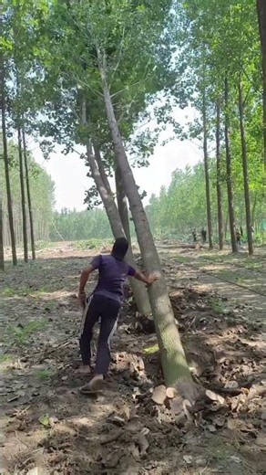 Controlled Tree Felling: The Entire Strip Falls Like Dominoes!