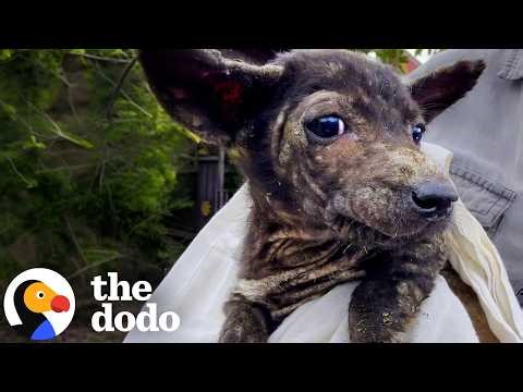 She Pulled Over To Save A Starving Puppy — And Found His Brother Too | The Dodo