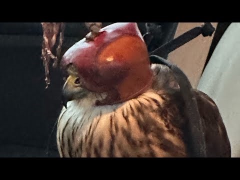 Hooding While Feeding