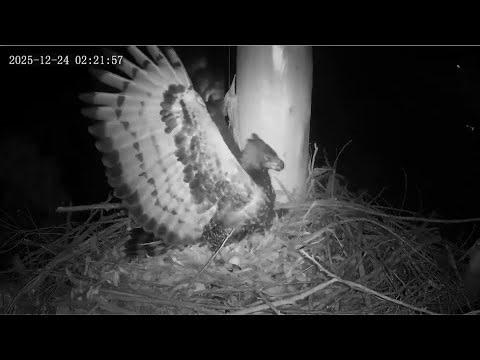 Zimbali Estate Crowned Eagle ~ OWL STRIKES UFO MULTIPLE TIMES! UFO Consumes Broken Egg! 💔 12.24.25