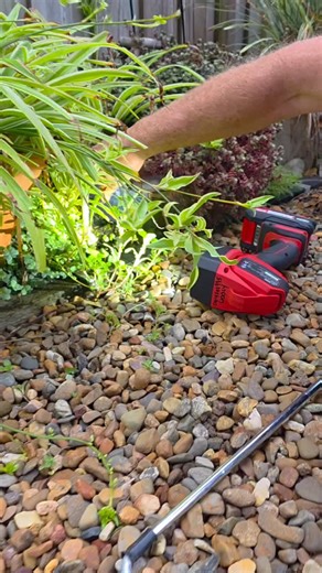 Wooly plays hide n seek with a Coastal Carpet Python! 🐍 | Sunshine Coast Snake Catchers 24/7