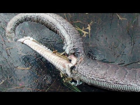 Giant snake explodes in deadly battle.