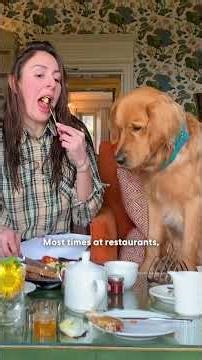 Dog Insists On Saying Hi To Everyone On His Train Rides | The Dodo