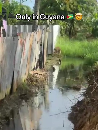 Guyana jaguar sighting: Only in Guyana moments