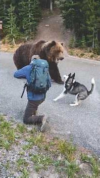 This is why you never run from a Kodiak bear #safety #animals