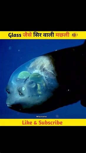 😱Kya aapne kabhi aisi machhli dekhi hai, jiska sir glass jaise transparent ho #facts #shorts #viral