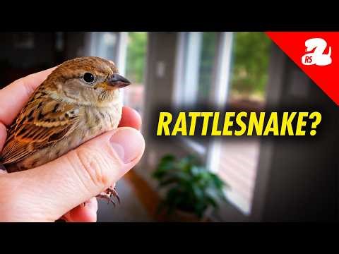 When Rattlesnakes Turn Into Birds and Turtles