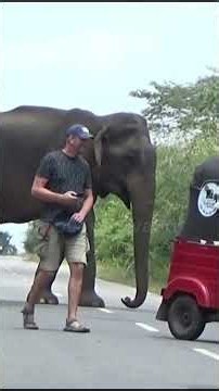 🔥🐘 Foreign Tourists Get Too Close to a Wild Elephant! Incredible Sri Lanka Encounter! 🇱🇰📸