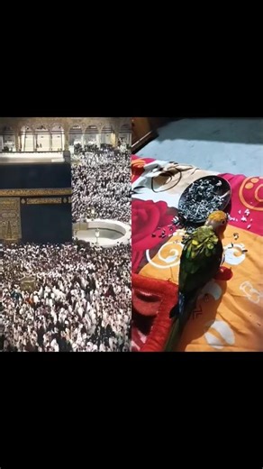 #viralvideo #stutusforwhatsapp #المسجد_الحرام #hajj2025 #الحرم_المكي #muslimbrotherhood #tawafekaba
