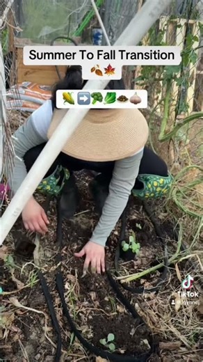 Transplanting Brassicas In Texas | #Broccoli #Brussels & #Cabbage