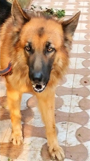 Trending dog barking video dog barking sound #shorts #dogvideos #germanshepherd