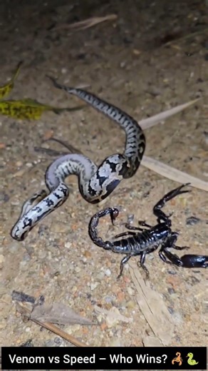 Scorpion Attacks Snake in the Wild – A Rare Nature Battle! #snake #wildliferescue