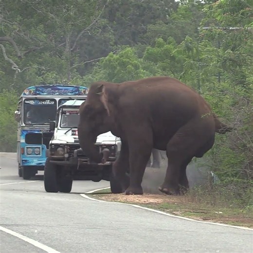 A jeep driver disturbing a wild elephant by the side of the main road #elephant