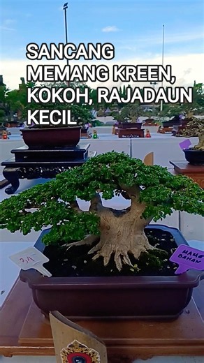 SANCANG MEMANG KREEN, BATANG KOKOH RAJA DAUN KECIL@mahkotabonsai#shorts#bonsai#viral