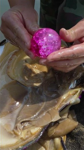 Freshwater giant clams, collecting oversized pink pearls