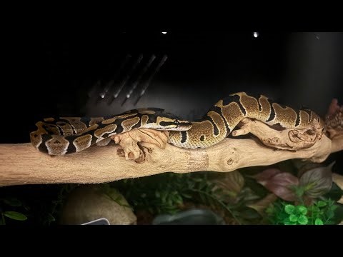 Ball python live feeding slo mo #shorts #pickle #ballpython #snake #snakefeeding #rat #slowmotion