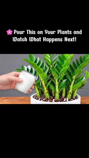 Pour This on Your Indoor Plants: Easy Plant Care Tip